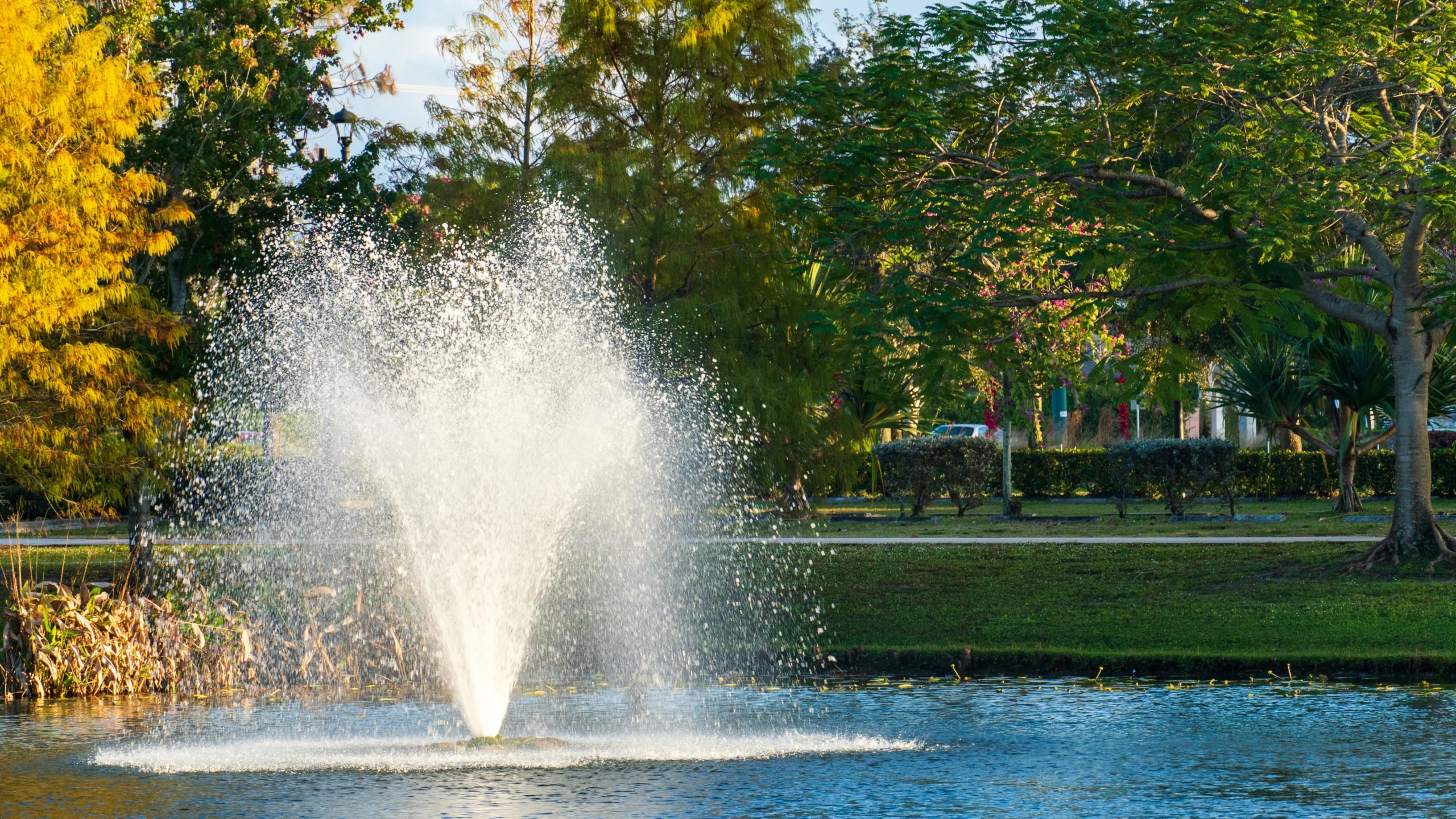 Pond